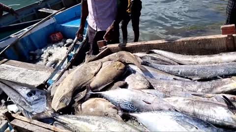 Big Fish Catching || Amazing GholFish || Deep sea in Gujarat fishing Boat ||-10