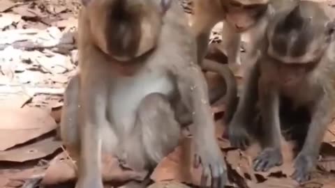 #funny #cat #dog #monkey #video part 8😂🤣😂