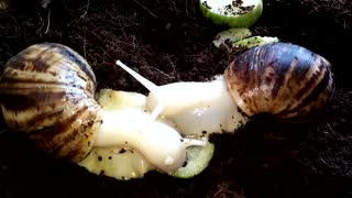 The snails eat cucumber together loving
