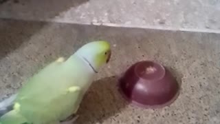 Parrot is playing with a toy so cuetly