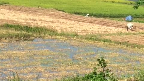 my hometown rice field. Does anyone know any country