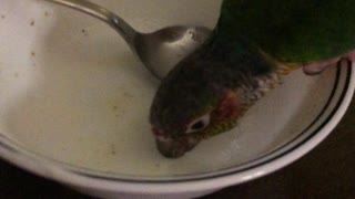 Pet bird cleaning dishes