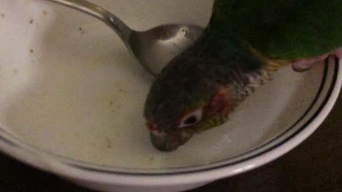 Pet bird cleaning dishes