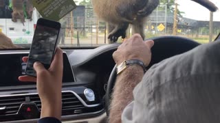 Monkeys on top of car window scratching itself