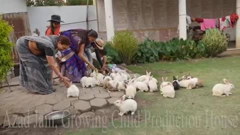 Cute Animal Rabbits as Pets Video | Rabbit Farming in India | Indian Rabbit |