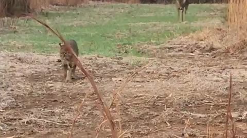 Bobcat Nearly Gets Stomped by Deer