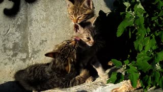Lovely/Cute Kittens