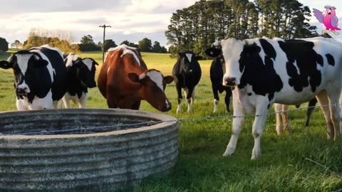 COW VIDEO 🐮🐄 COWS MOOING AND GRAZING IN A FIELD 🐄🐮