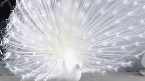 white peacock showing all its beauty