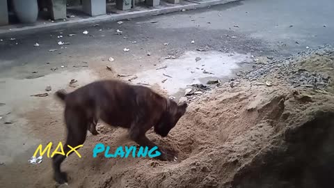 Dog is playing (max)