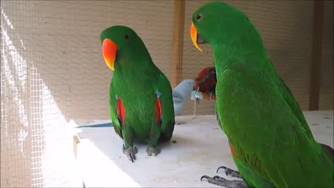 Love Bird & Parrots Can Talk and Sing???????