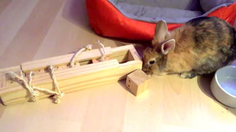 SMART AND FLUFFY BUNNY PLAYING WITH HIS WOODEN TOY.