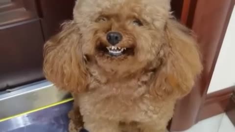 Dog laughing meme | Doodle Dog Laughing Funny