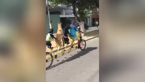 Man caught with dogs on a bike race😂