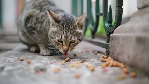 Funny and beautiful cats eating food on the road