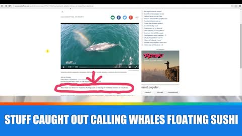 Fairfax NZ or Stuff.co.nz calls Whales 'floating sushi'
