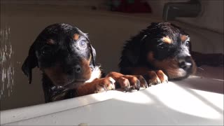Morning Sunlight dances on the most adorable puppies