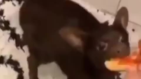 Puppy eating pizza meme