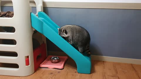 Raccoon wants to climb up the slide backwards