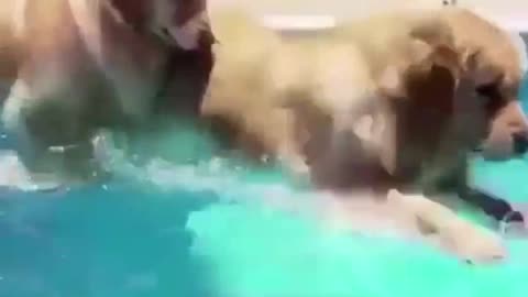 The golden retriever is really happy to swim in the water