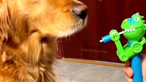 Dogs Funny video 😂.....