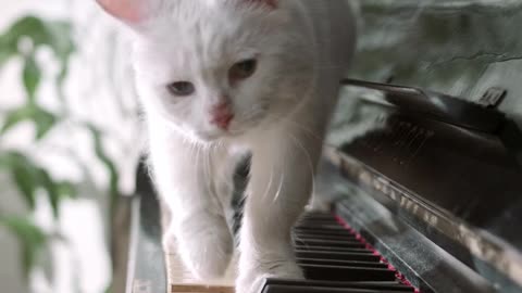Cute cat playing the piano..😻🎹