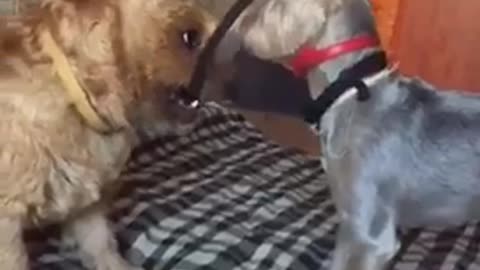 Dog Helper