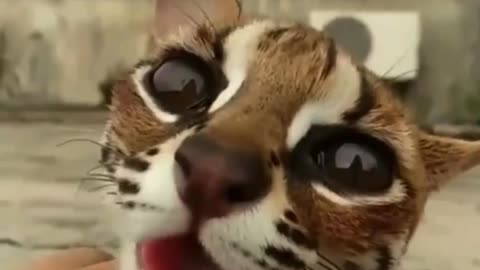 THIS IS A OCELOT~SIMPLY ADORABLE WITH ITS BIG EYES