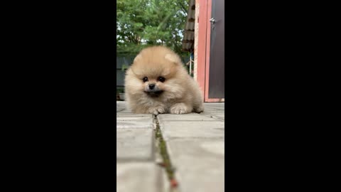 Cute little Pomeranian | #shorts