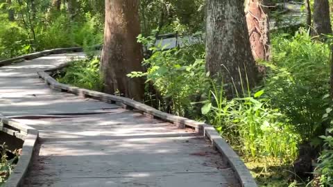 HIKING TRAIL BARATARIA JEAN LAFITTE NATIONAL FOREST