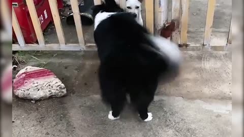 Cute pet laugh dance, see a laugh once