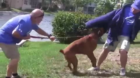 Training your dog to be aggressive