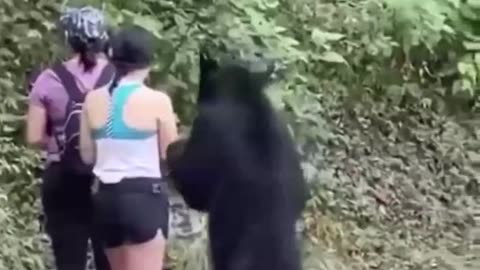 Bear in the woods