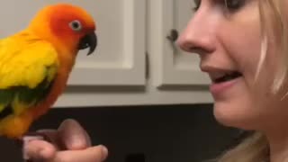 Sun conure talking