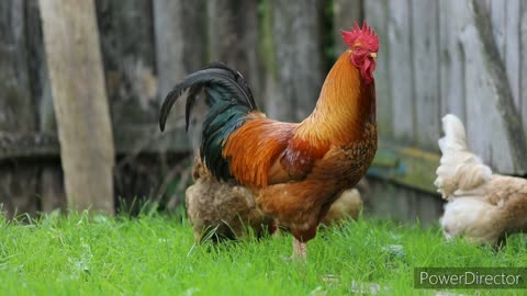 Cock, animal,cock video, Animal video