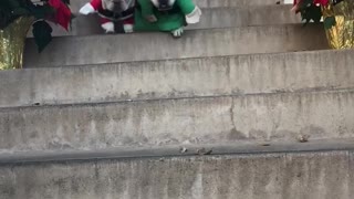 French Bulldogs dress as Santa & his little helper