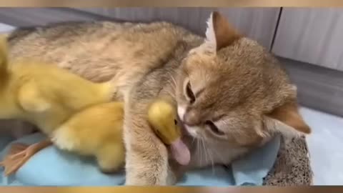 Funny cat🐈 what he doing with the ducklings? 🦆 🤣 Joy Funny Factory