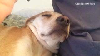 Brown dog snoring while laying next to owner