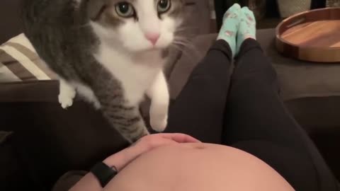 Sweet cat just realized it's owner is pregnant.