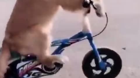 Smart Dog Riding Bicycle