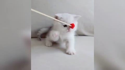 Best Baby Cats - Cute and Funny Cat Videos.
