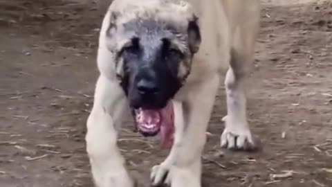 The bear killer dog_ Kangal😈😱