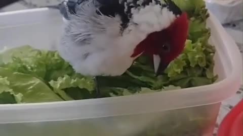 Someone is trying to steal my lettuce! Lol