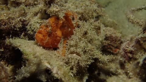 Beautiful and Beastly Brackish Frogfish Side by Side