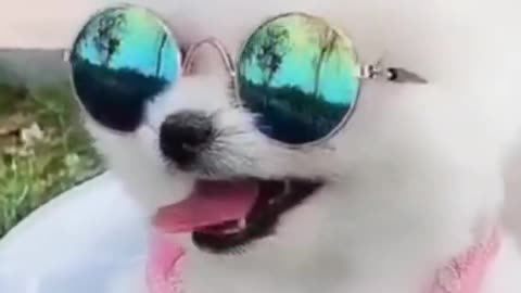 Cute Dog Funny video