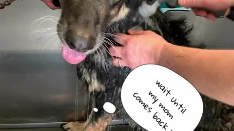 Ginger's First Bath at the Pet Washer! 🛁😂