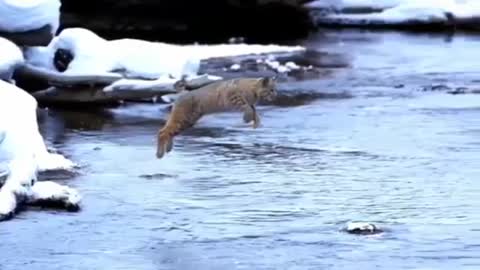 Wild Cat takes an extremely high jump