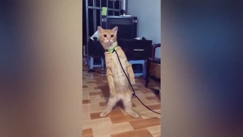 Funny Dog and Cat Video Compilation