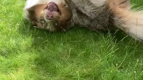 Cute dog rolling all over the grass