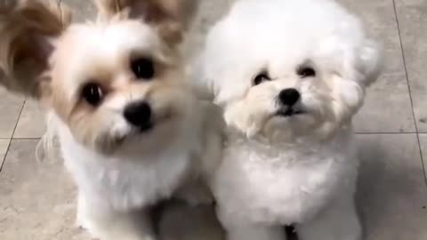 super cute baby dogs